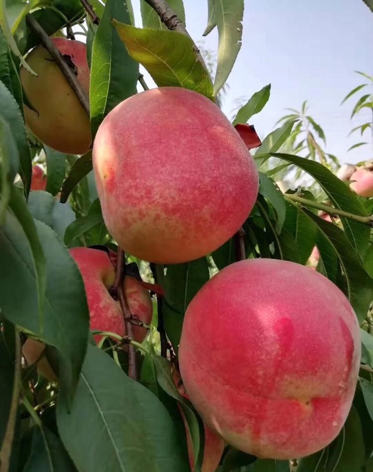 桃子樹苗-湖北荊州桃子樹苗基地-桃子樹苗新品種