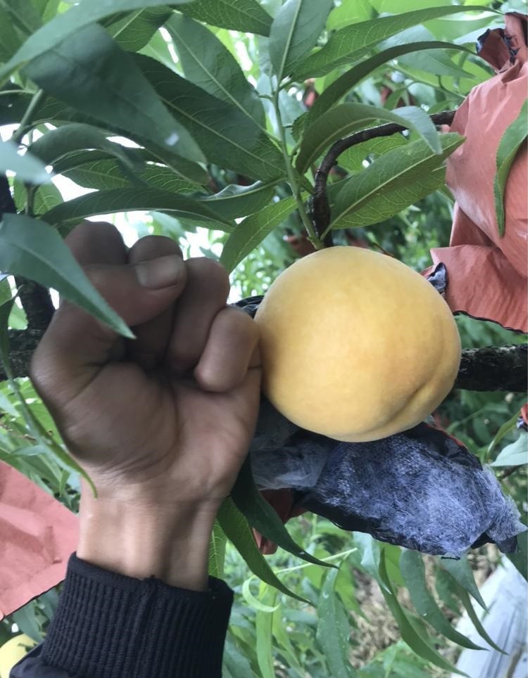 云南紅河黃桃苗-黃桃苗價格-黃桃苗哪里有賣