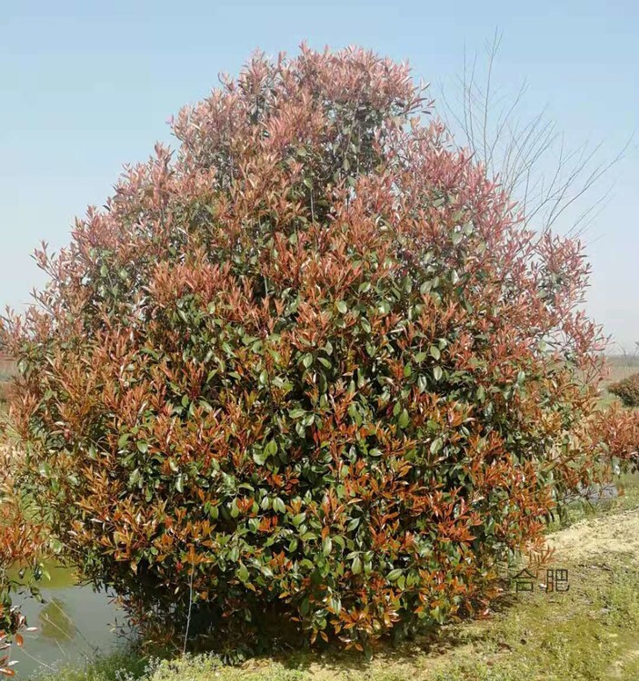 红叶石楠树价格,低分枝或丛生石楠