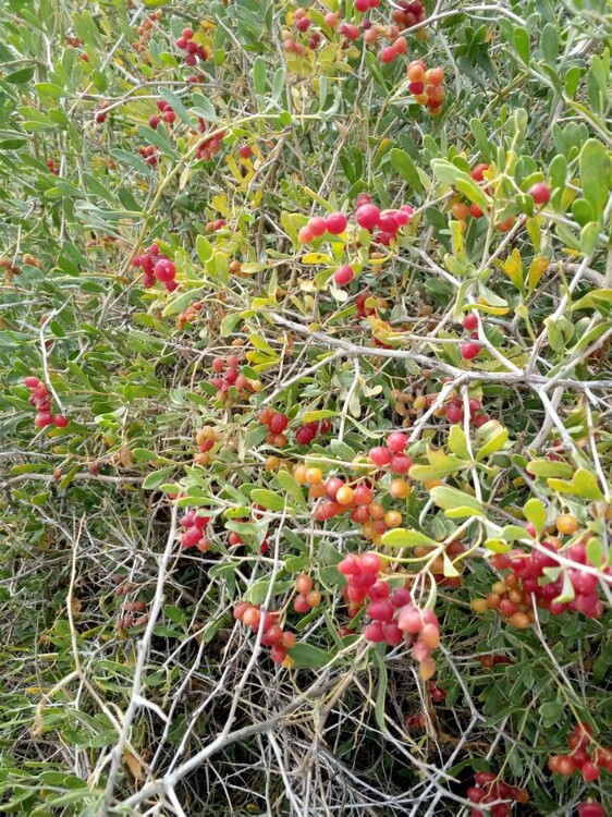 2年生白刺果苗批发白刺果种苗供应商白刺果种苗种植基地