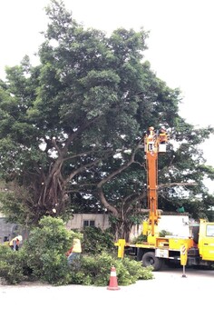 承接各大小区写字楼公园树木砍伐大树修剪业务