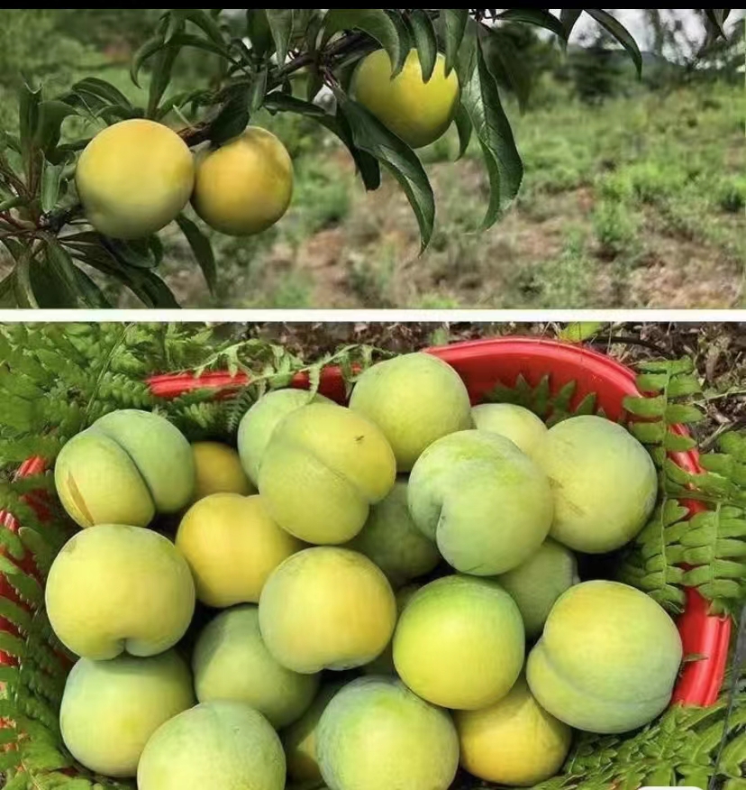 四川綿陽蜂糖李子苗價格,四川綿陽蜂糖李子苗多少錢