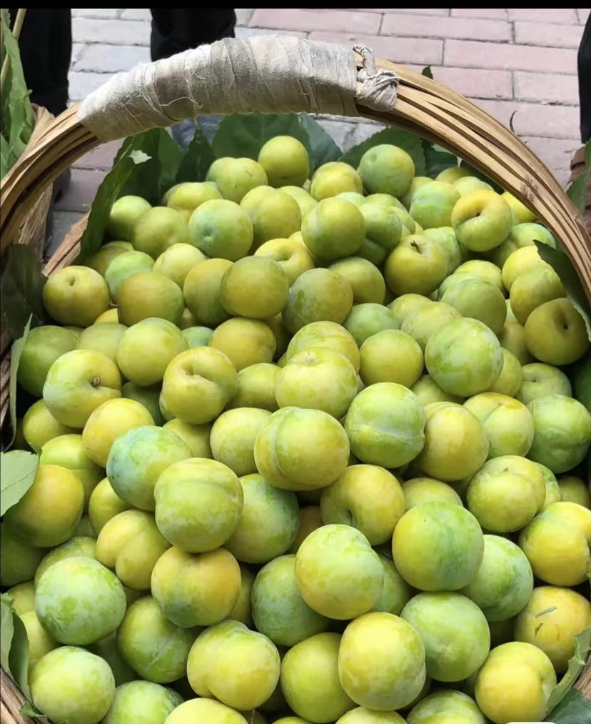 貴州蜂糖李樹苗,貴州蜂糖李樹苗苗圃