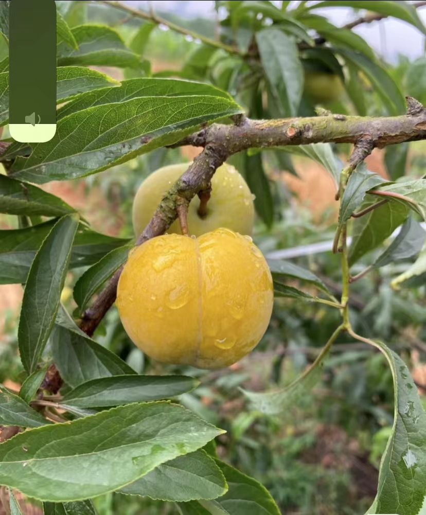 蜂糖李樹苗多少錢,湖南蜂糖李樹苗苗圃