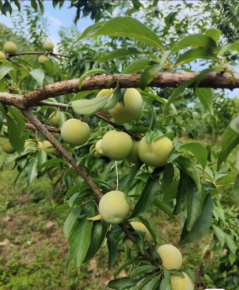 湖南益陽(yáng)李子苗批發(fā),湖南益陽(yáng)李子苗多少錢(qián)