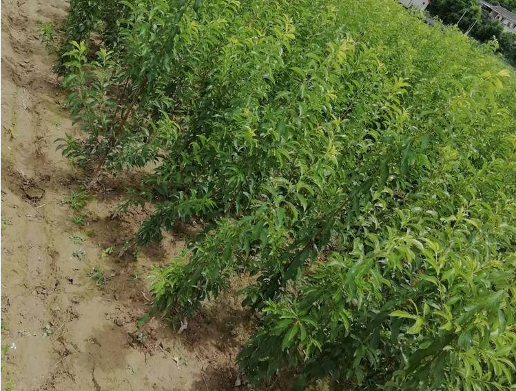 重慶奉節(jié)蜂糖李樹苗基地,重慶奉節(jié)蜂糖李樹苗多少錢