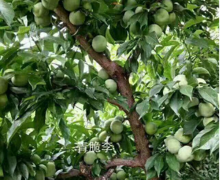 四川南充李子苗新品種,四川南充李子苗多少錢一棵