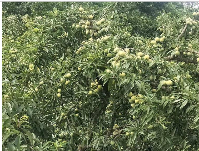 重慶北碚李樹苗苗圃,重慶北碚李樹苗多少錢一棵
