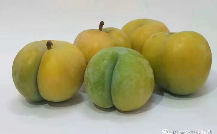 云南思茅李子苗基地,云南思茅李子苗多少錢一棵