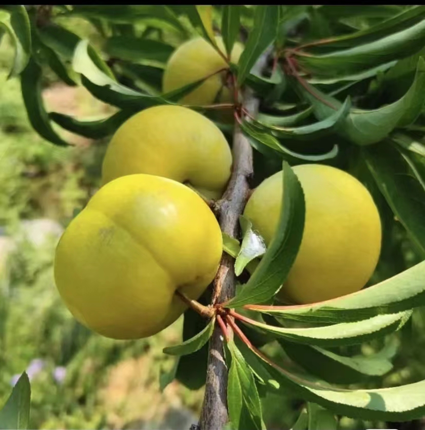 云南思茅李子苗基地,云南思茅李子苗多少錢一棵