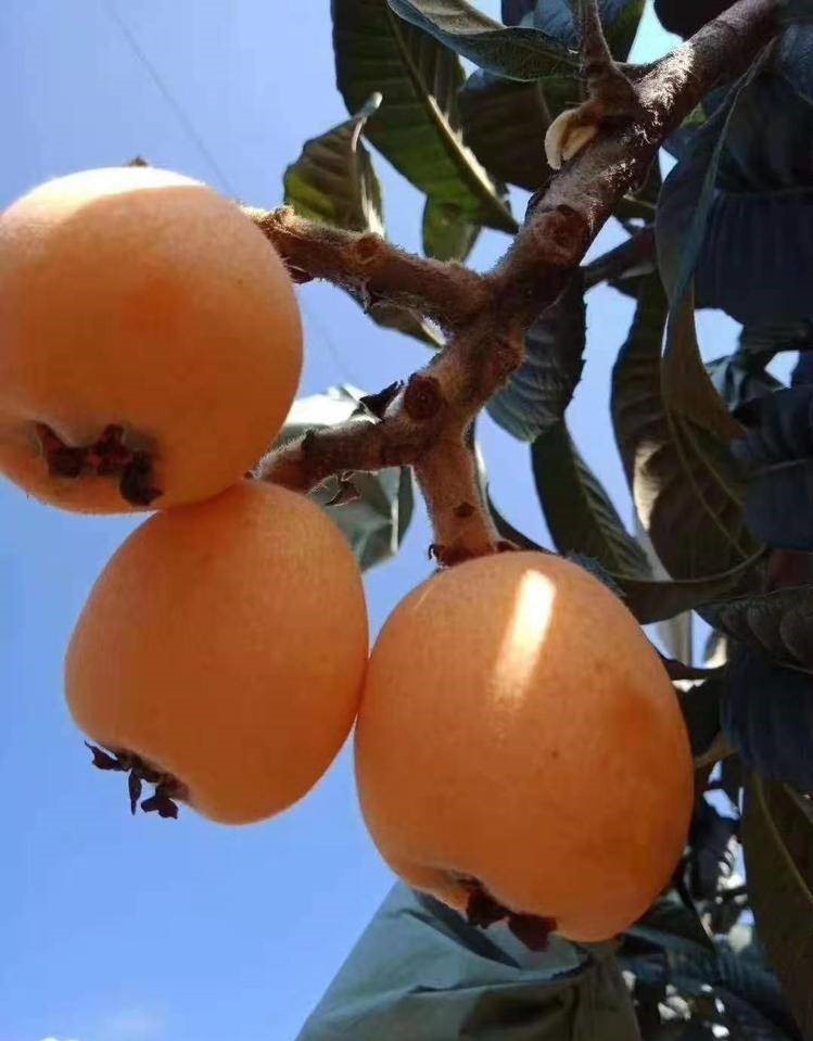 云南昆明枇杷樹(shù)苗多少錢一棵,云南昆明枇杷樹(shù)苗基地