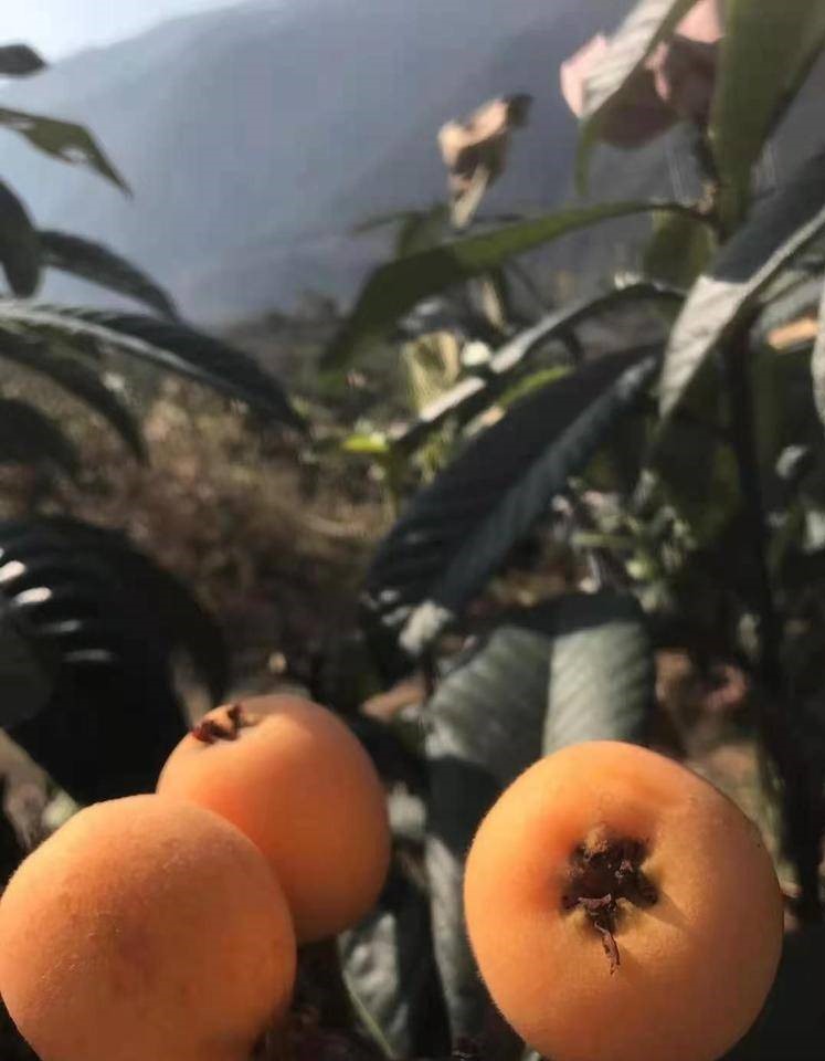 湖北宜昌枇杷苗多少錢一棵,湖北宜昌枇杷苗苗圃