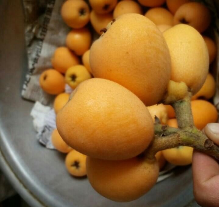 重慶江津枇杷樹苗多少錢,重慶江津枇杷樹苗基地