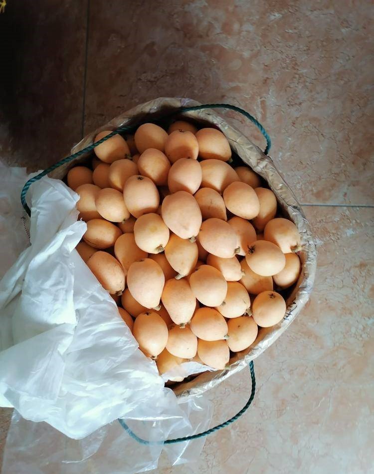 湖南衡陽枇杷樹苗多少錢一棵,湖南衡陽枇杷樹苗苗圃