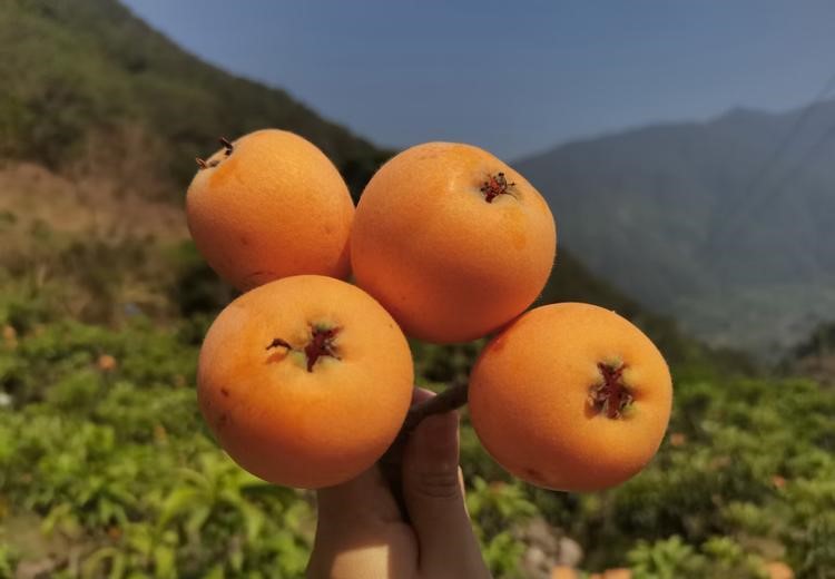 枇杷苗批發(fā),枇杷苗多少錢一棵