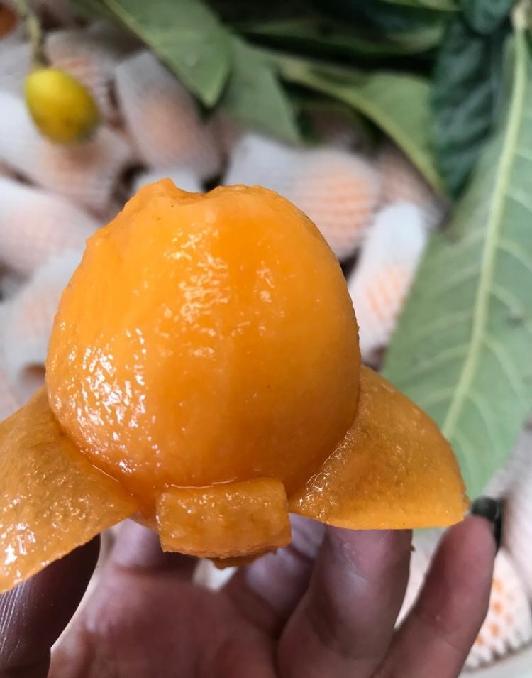 云南普洱枇杷樹(shù)苗多少錢(qián)一棵,云南普洱枇杷樹(shù)苗新品種