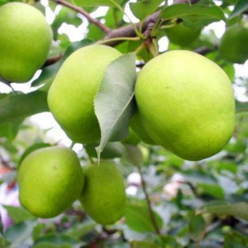 貴州六盤水梨苗,貴州六盤水梨苗價(jià)格