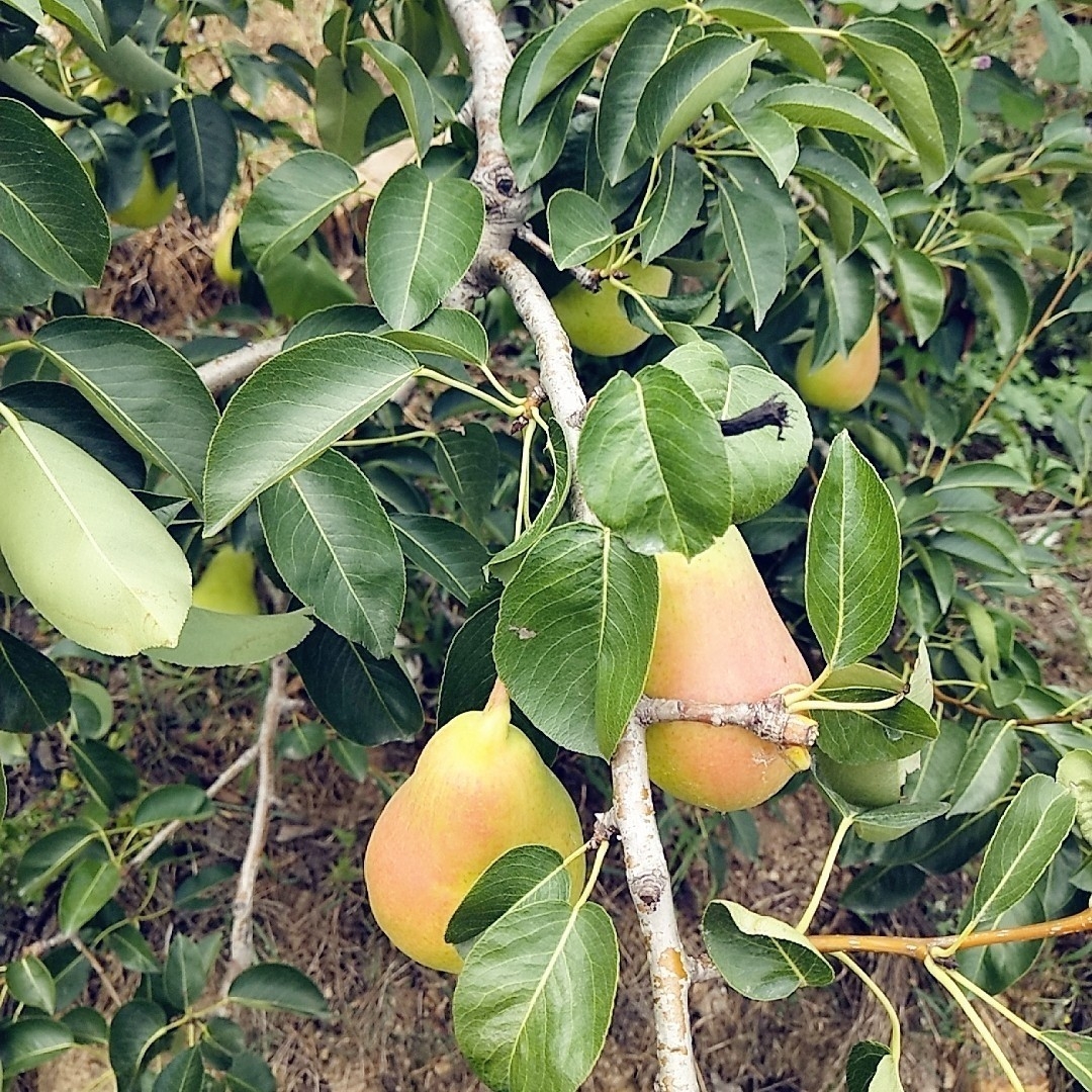 四川自貢梨苗,四川自貢梨苗苗圃