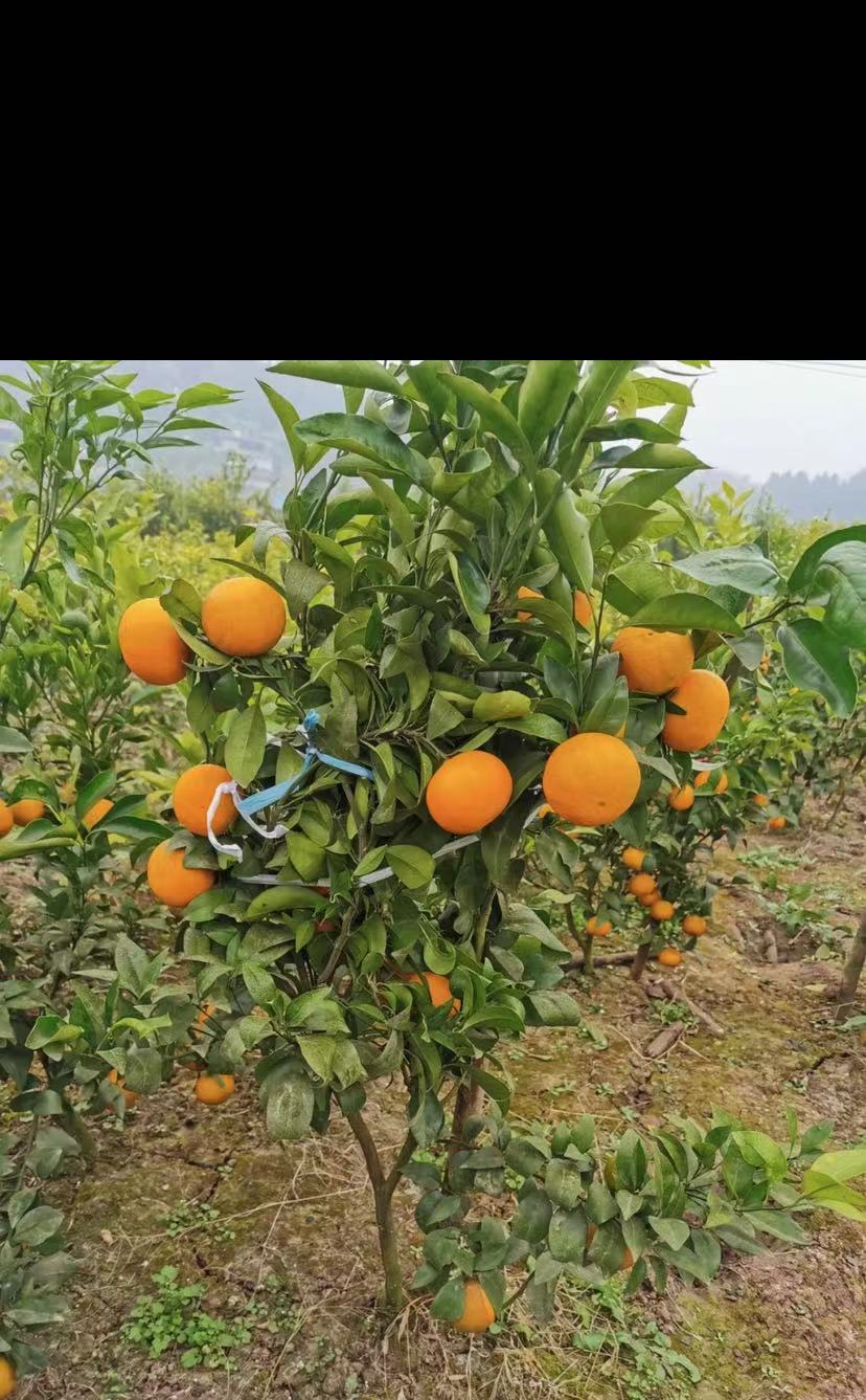 重庆渝中柑橘苗,重庆渝中柑橘苗基地