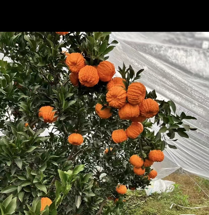 重庆渝中柑橘苗,重庆渝中柑橘苗基地