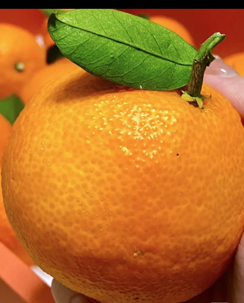 贵州柑橘树苗,贵州柑橘树苗批发