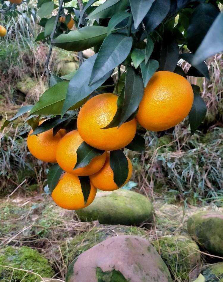 重慶潼南柑橘苗-柑橘苗批發-柑橘苗哪里有賣
