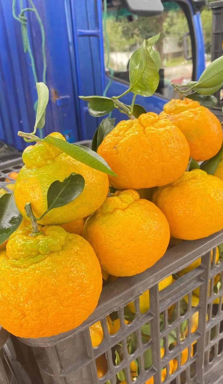 云南昆明柑橘苗-柑橘苗批發(fā)-柑橘苗新品種