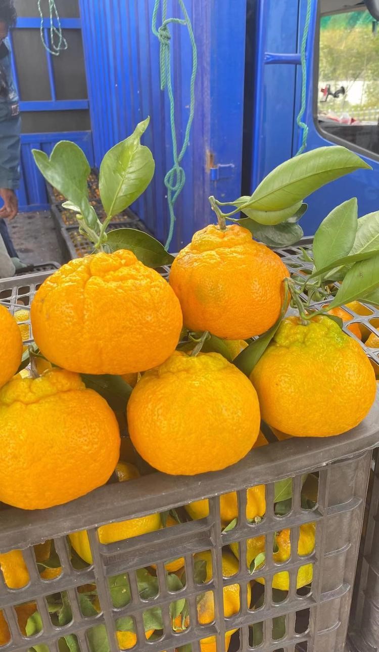 重慶潼南柑橘苗-柑橘苗批發-柑橘苗哪里有賣