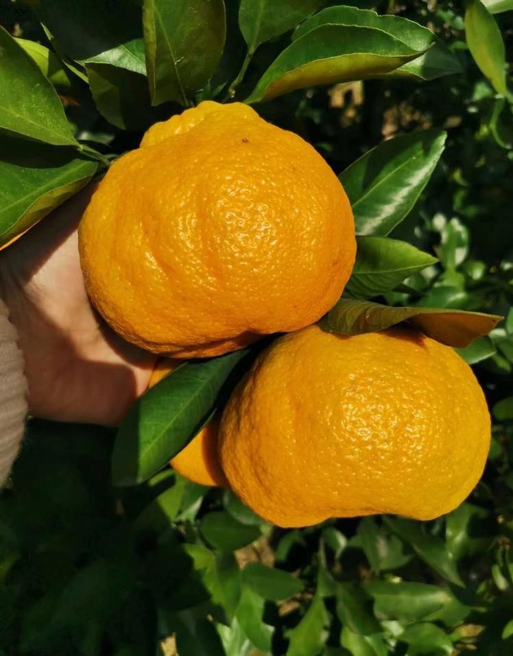 湖北鄂州柑橘树苗-柑橘树苗批发-柑橘树苗哪里有卖