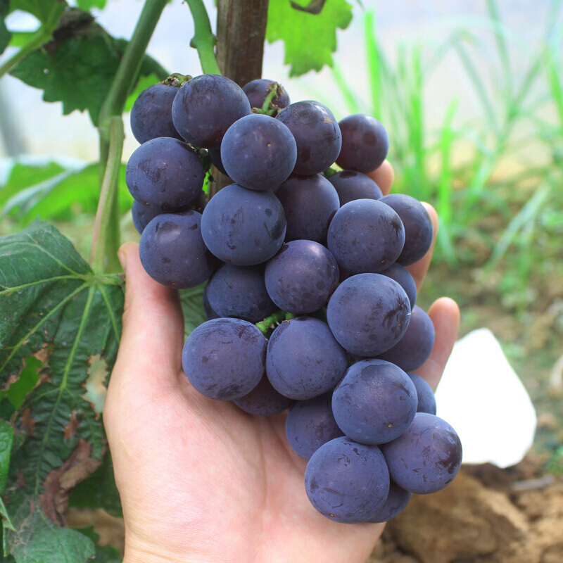 湖北武漢葡萄樹(shù)苗-葡萄樹(shù)苗基地-葡萄樹(shù)苗多少錢一株