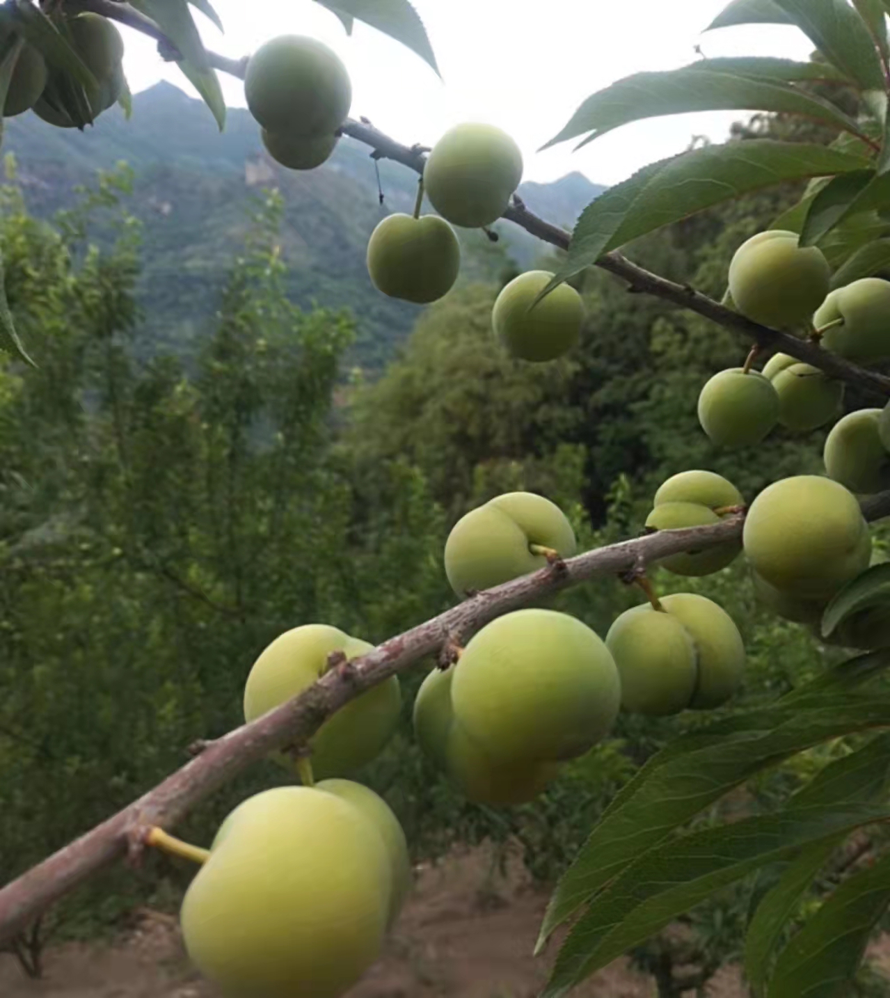 四川德陽(yáng)蜂糖李苗-蜂糖李苗出售-蜂糖李苗多少錢一株