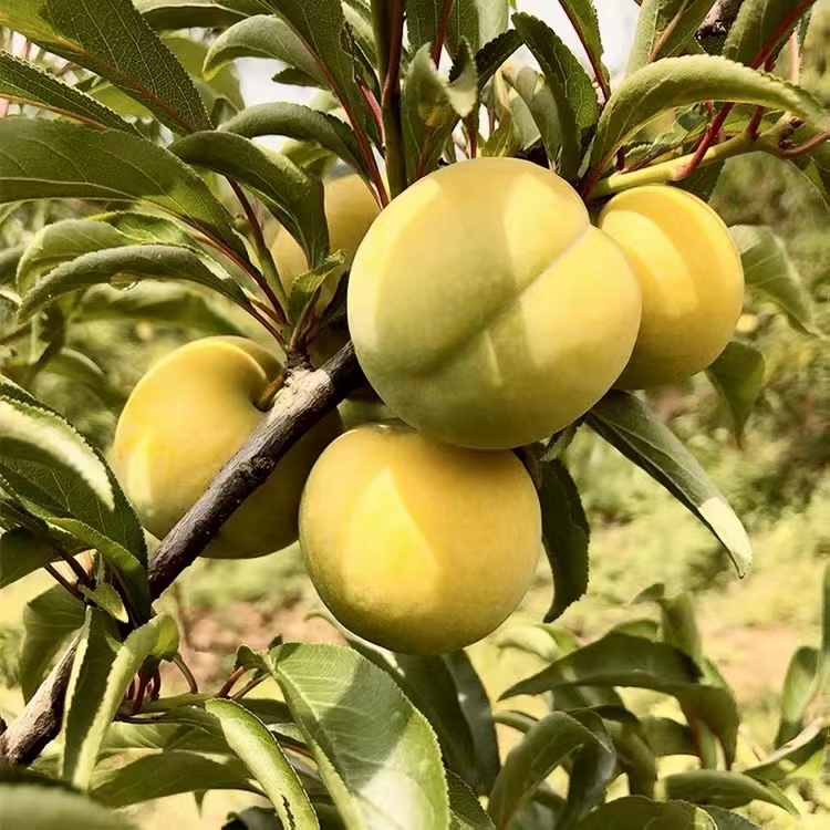 貴州安順蜂糖李苗-蜂糖李苗出售-蜂糖李苗多少錢一株