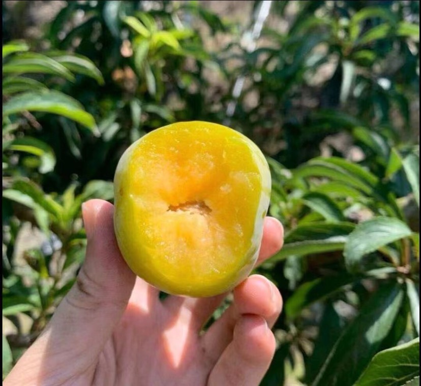 重慶秀山蜂糖李苗-蜂糖李苗基地-蜂糖李苗哪里有賣