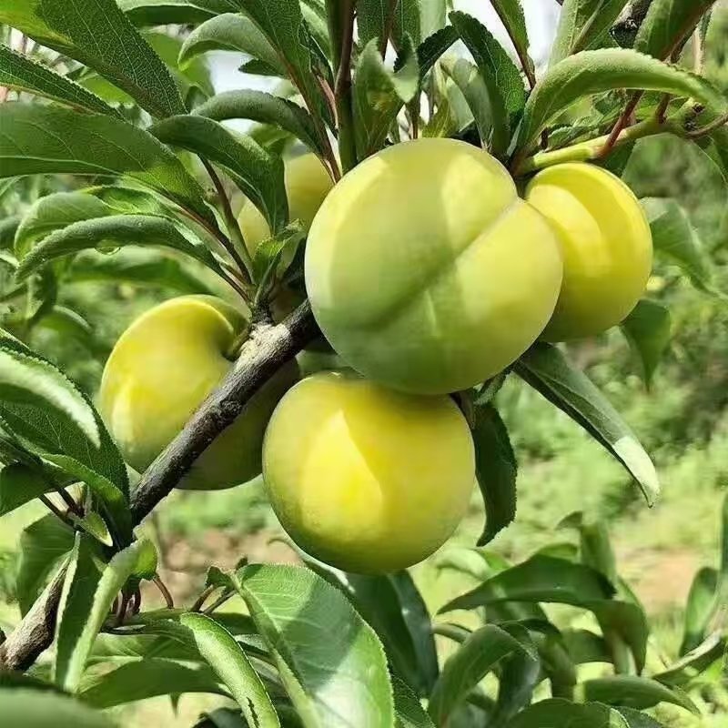 貴州安順蜂糖李苗-蜂糖李苗出售-蜂糖李苗多少錢一株