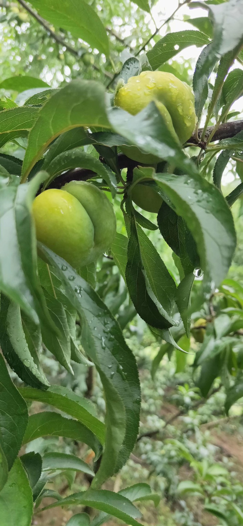 重慶秀山蜂糖李苗-蜂糖李苗基地-蜂糖李苗哪里有賣