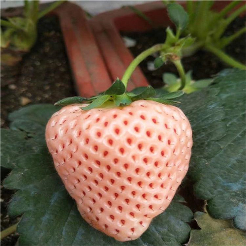 艳丽草莓品种特征特性图片