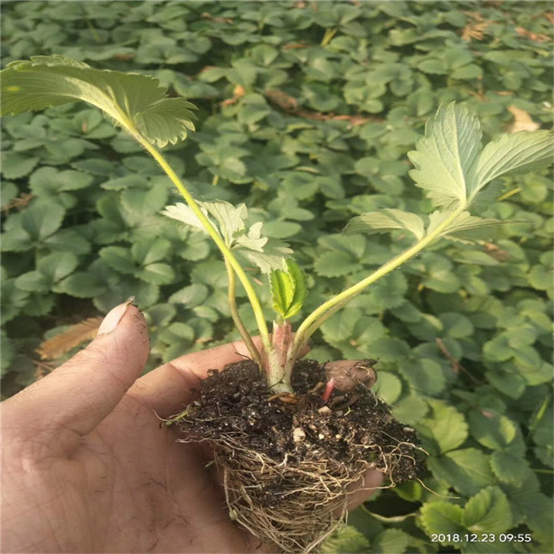 草莓苗培育批發基地矮壯健康章姬草莓苗種植技術