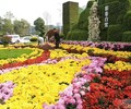 菊花造型，绢花造型基地定制