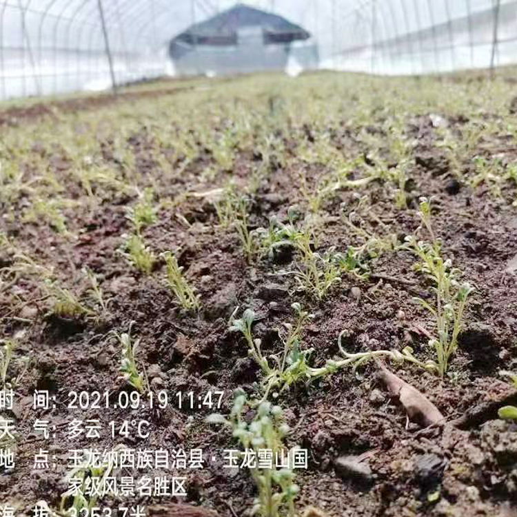 日喀则胡黄莲和胡黄连 黄连苗图片 胡土黄莲苗