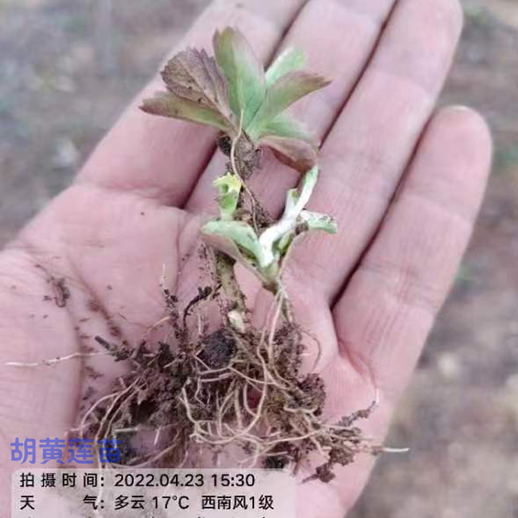 铜仁黄连种植技术 胡黄莲用量 黄莲苗什么样子