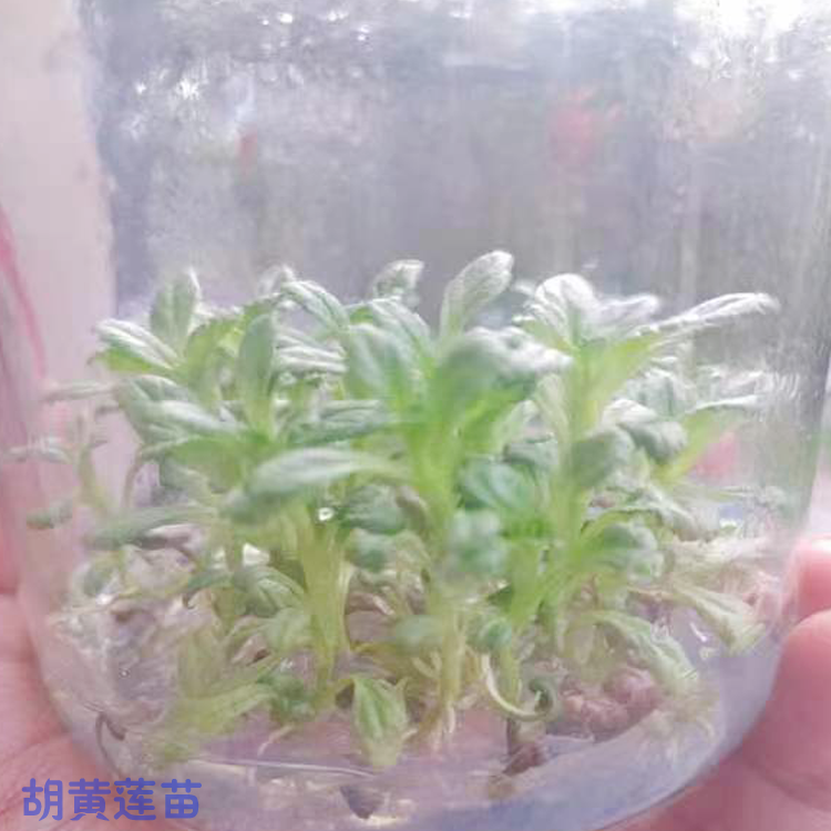 甘南胡黄连种植技术 胡黄莲用量 黄莲苗什么样子