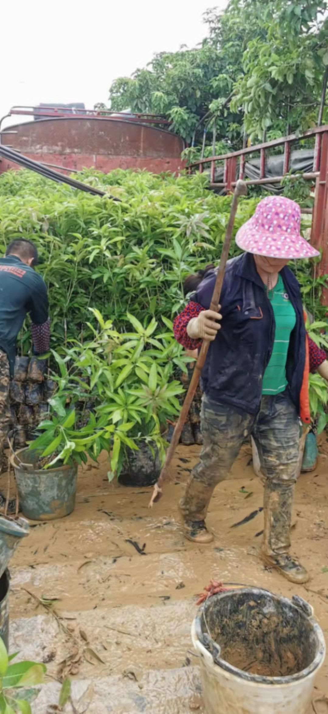 玉林贵妃芒果苗批发价格 批发芒果苗 金煌芒果果苗