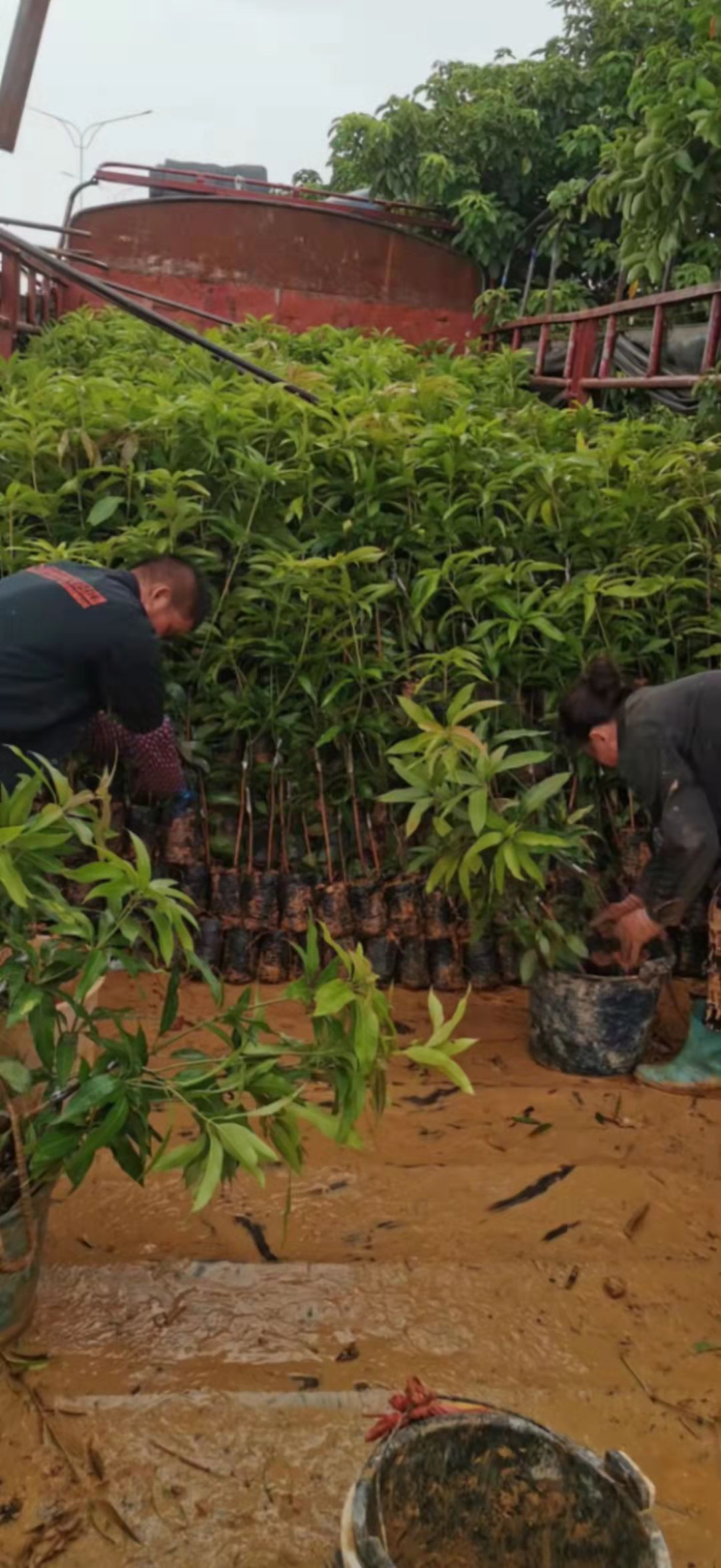 百色贵州种植芒果苗 芒果苗批发 新金煌芒果苗