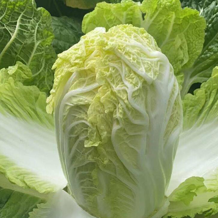 楚雄紅香筍苗木場 松花苗育苗場 意大利苗根黃