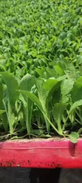 西双版纳青花苗品种图片 松花苗育苗场 意大利菜苗圃