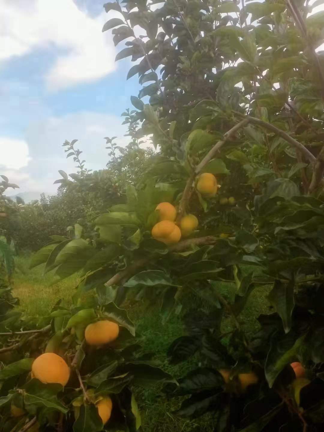 保山柿子苗种植时间,柿子苗多大移栽,柿子苗种植方法全过程