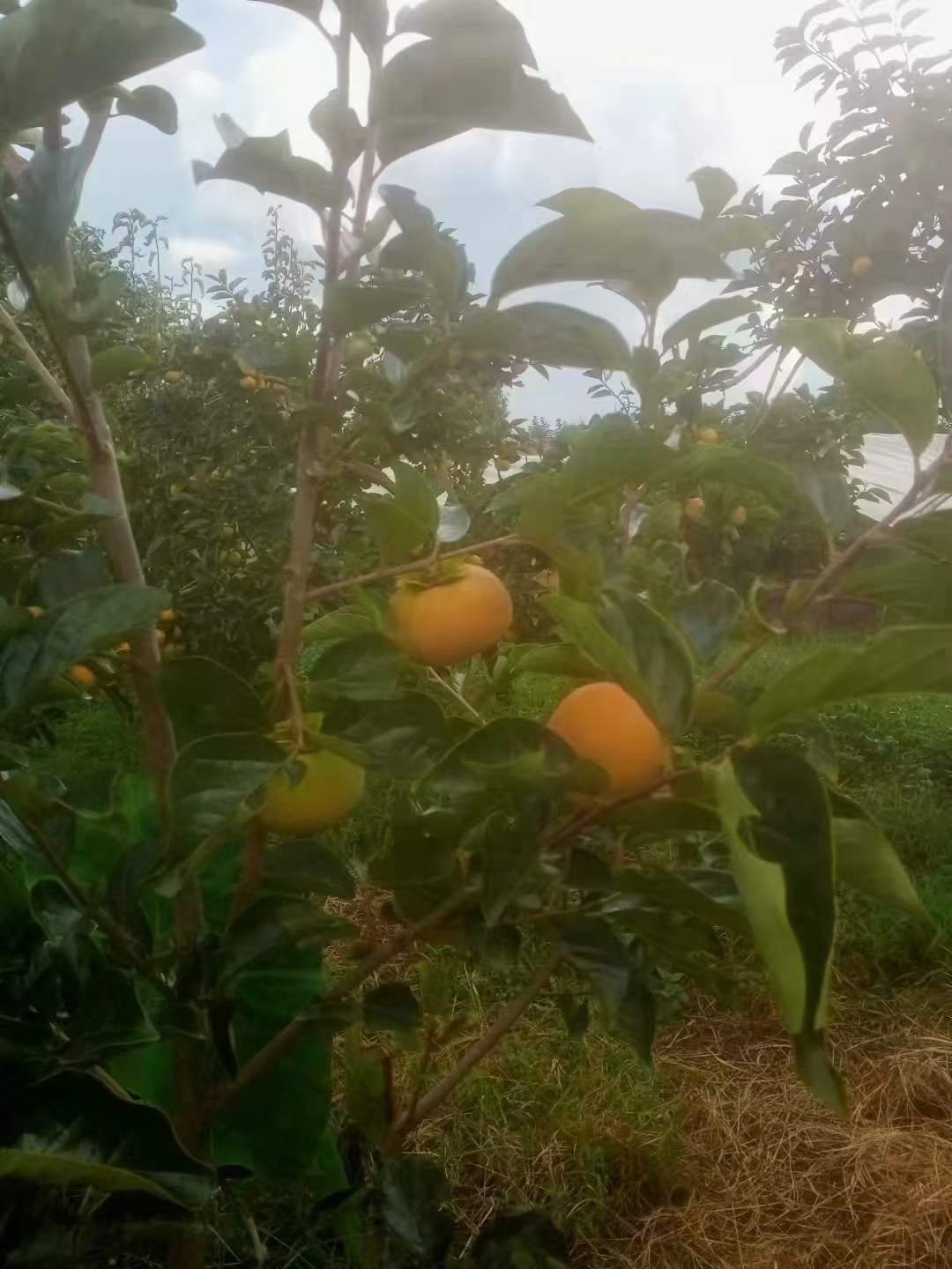 保山柿子苗种植时间,柿子苗多大移栽,柿子苗种植方法全过程