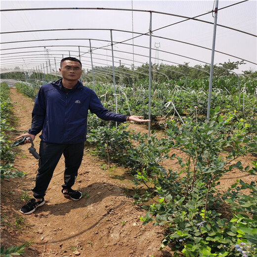 雲南建水珠寶藍莓苗基地