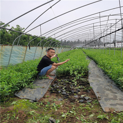 4-5-6公分早科維克櫻桃樹樹苗,考雷娜櫻桃苗kgb栽植樹形易豐產